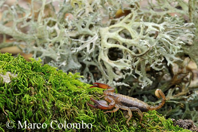 Scorpioni italiani, la biodiversit dimenticata